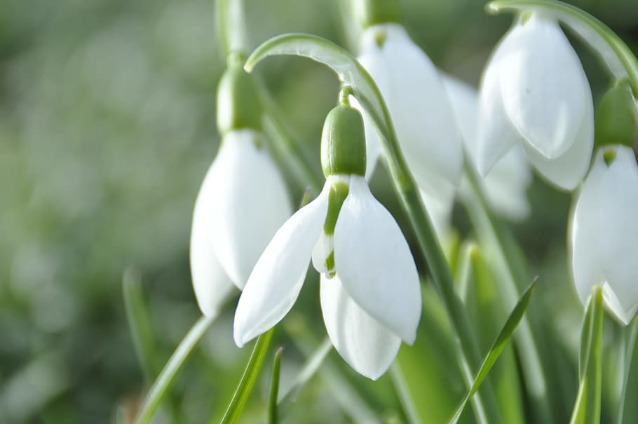 white petaled flowers, snowdrop, plant, freshness, flowering plant HD wallpaper