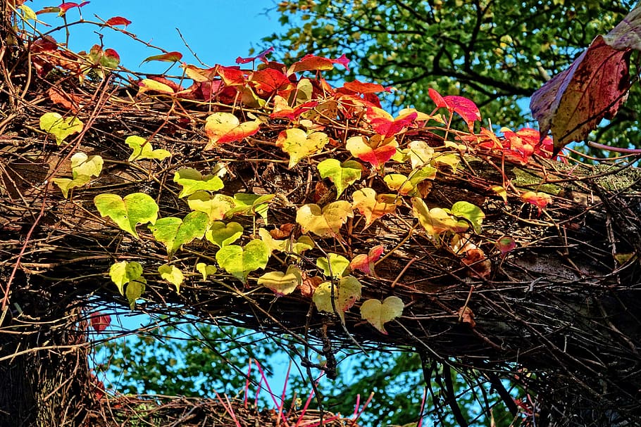 grapevine, grape leaves, frame, autumn colors, red, green, yellow HD wallpaper