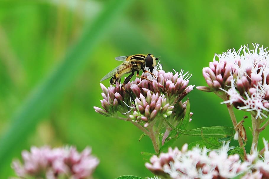 mist bee, mud bee, translucent bees, keilfleckschwebfliege HD wallpaper