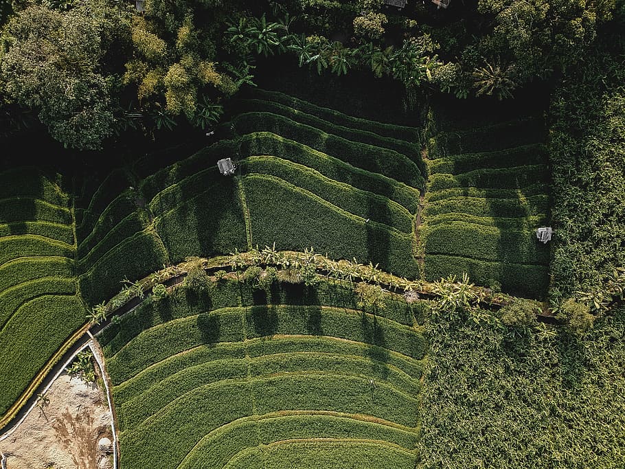 aerial photography of leafed plants, aerial photo of grass grass field near forest HD wallpaper