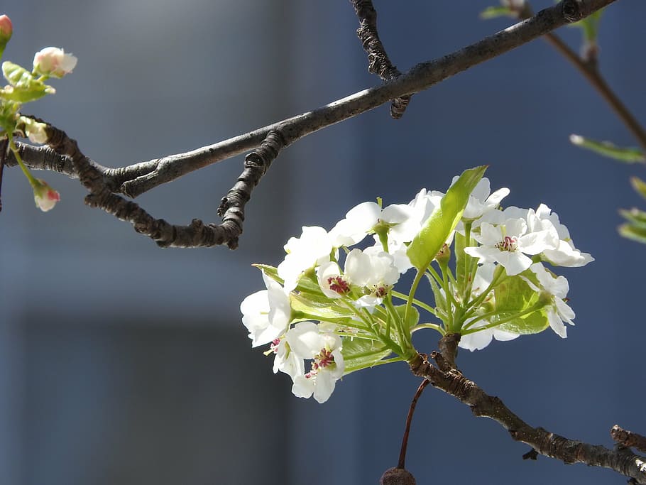 spring, nature, flower, green, summer, season, natural, plant HD wallpaper