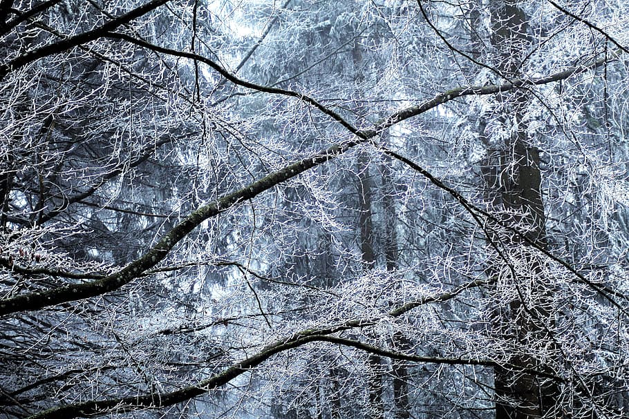 tree, nature, background, forest, low angle shot, perspective HD wallpaper