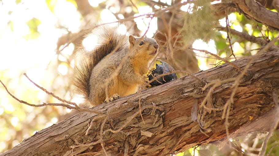squirrel, eating, avocado, animal, animal themes, tree, animal wildlife HD wallpaper