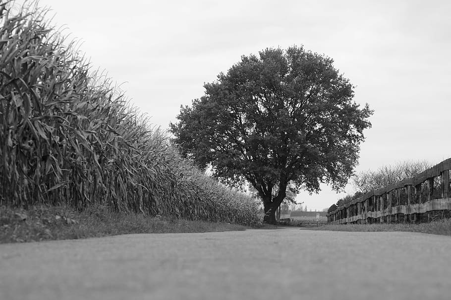 tree, road, nature, landscape, corn, still life, black And White HD wallpaper