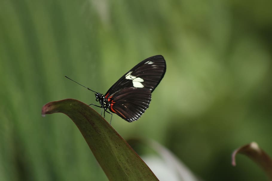 Butterfly, Nature, Spring, Green, Flower, insect, colorful HD wallpaper