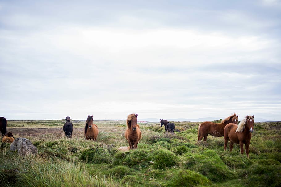 herd of horses on grass under stratus clouds, nature, rural Scene