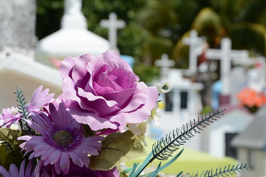 selective focus photo of purple rose and daisies in bloom, cementerio