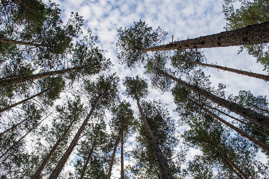 tree trunks, crown, forest, nature, plant, low angle view, beauty in nature HD wallpaper
