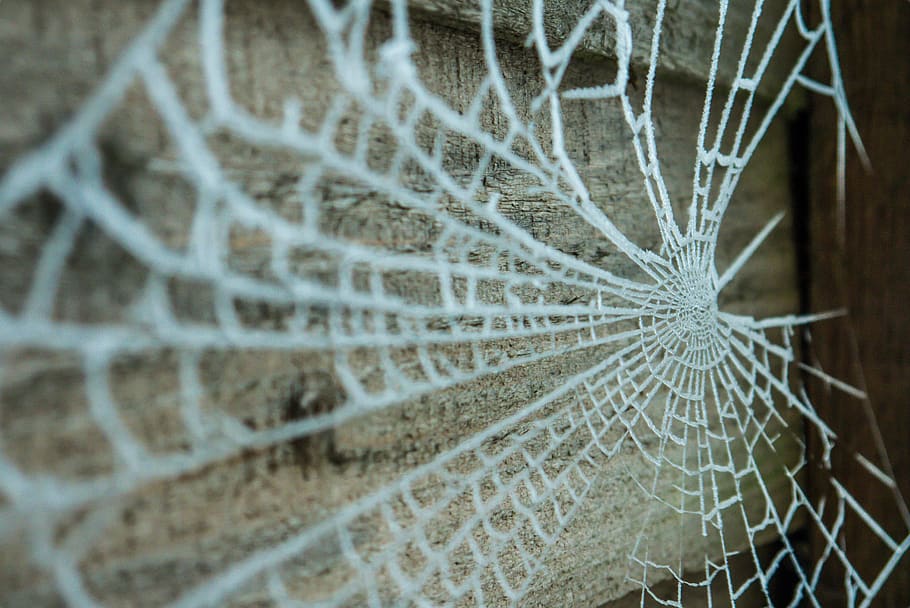 web, nature, spider, pattern, trap, spiderweb, outdoors, cobweb HD wallpaper