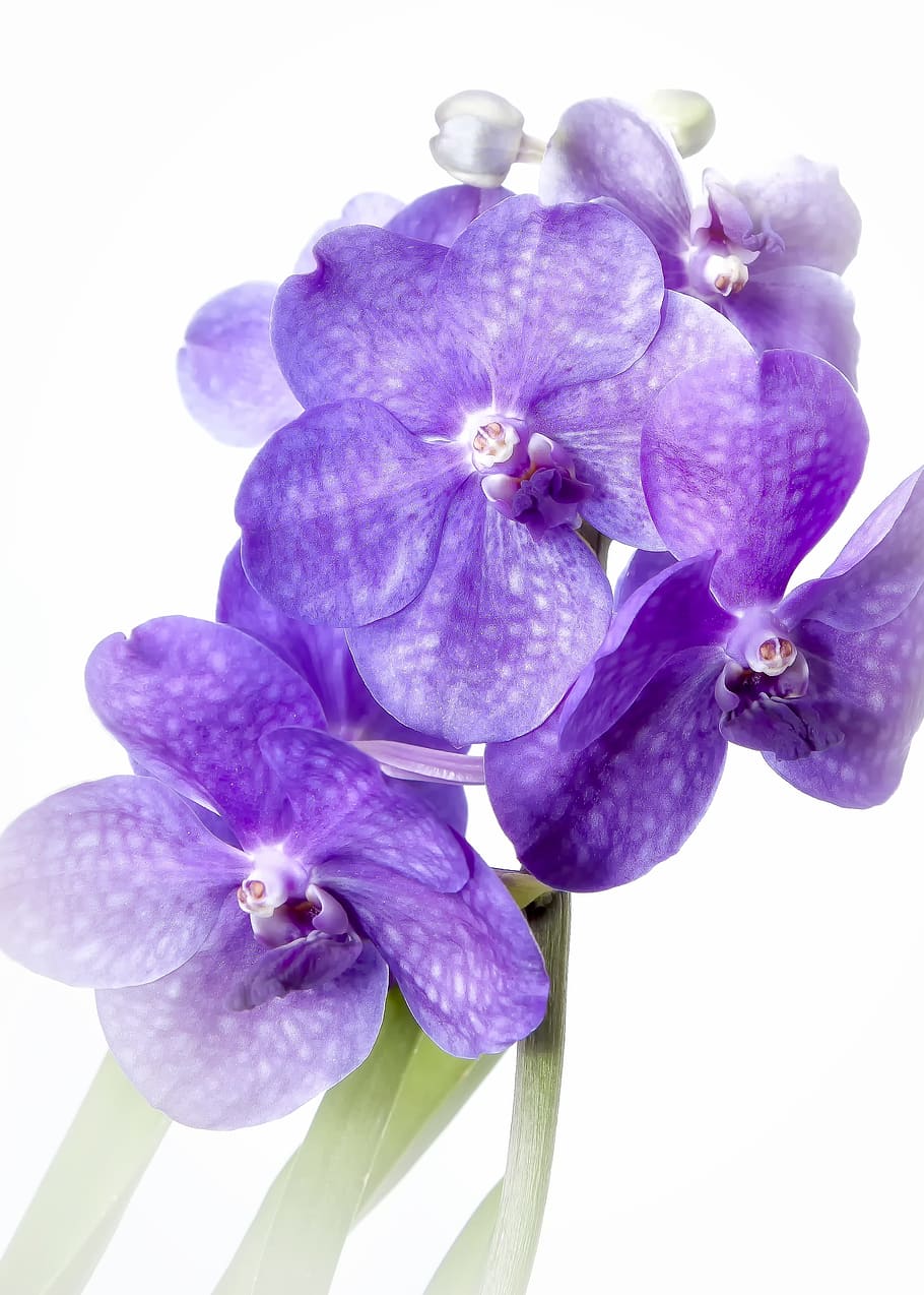 Vanda, Purple, Orchid, vingette, rarely, tropics, exotic, flower, HD wallpaper