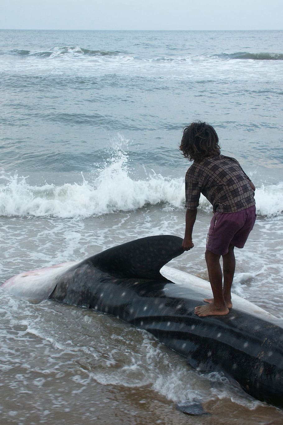 boy standing on whale at seashore, India, Ocean, Shark, cetacean, HD wallpaper