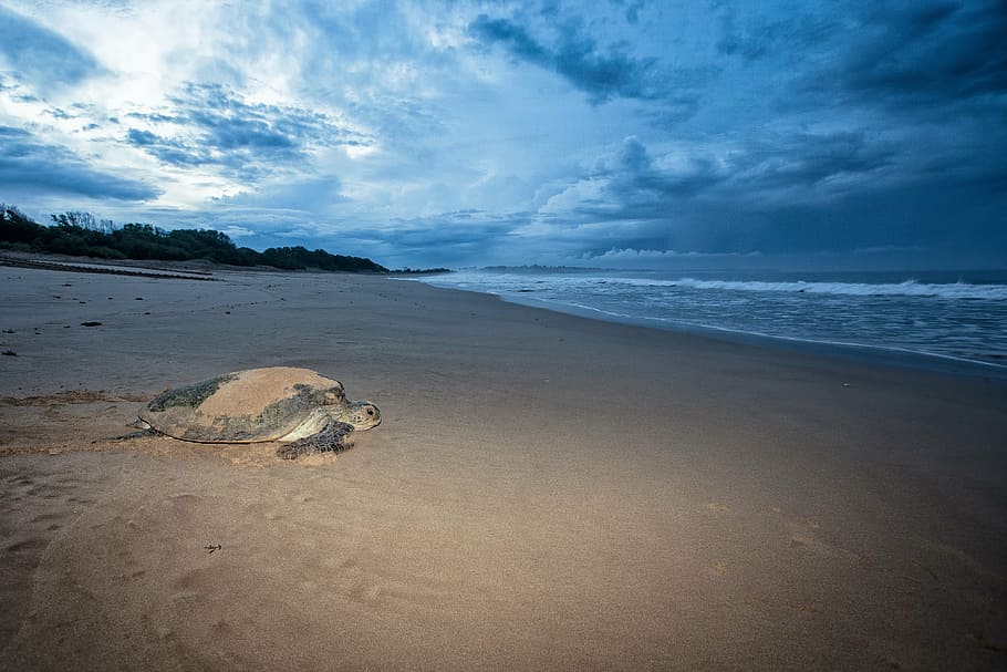 turtle, mydas females, the sea to go, before dawn, ujung origin coast, HD wallpaper