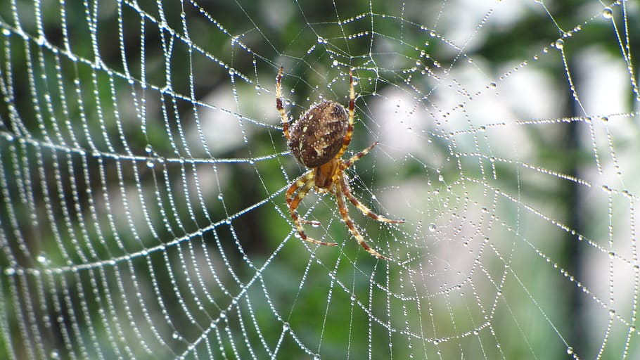 spin, web, forest, nature, bug, spider web, animal themes, fragility HD wallpaper