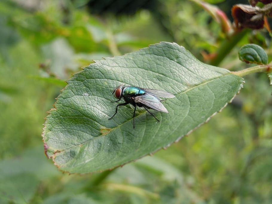 fly, wing, leaf, green, close, insect, invertebrate, animals in the wild HD wallpaper