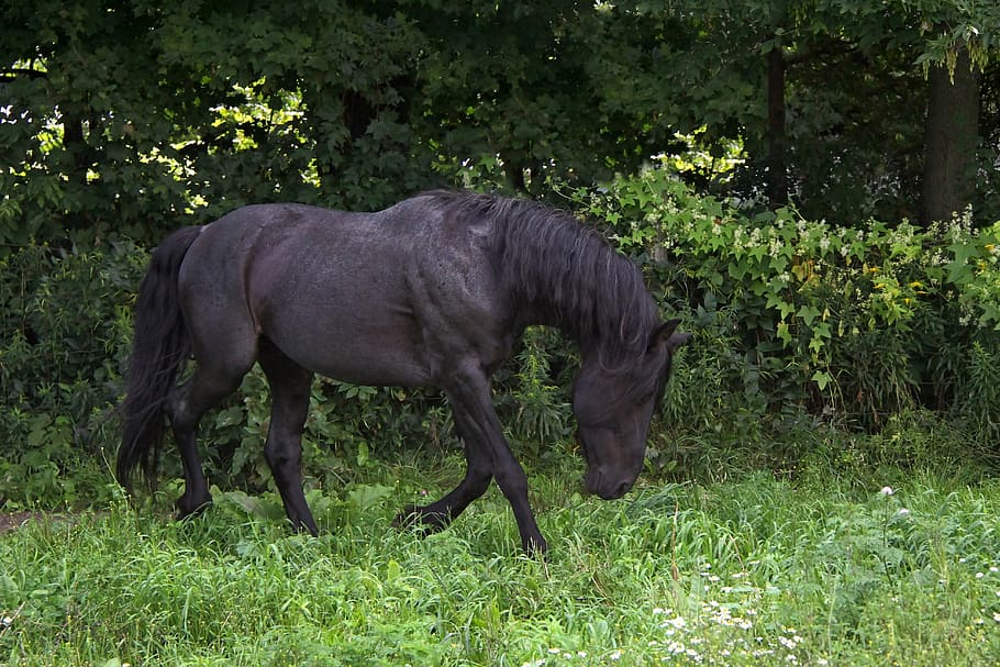 black horse walking on green grass during daytime, animal, equine