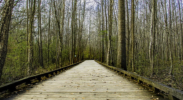 adventure, board, boardwalk, branch, bridge, brown, country HD wallpaper