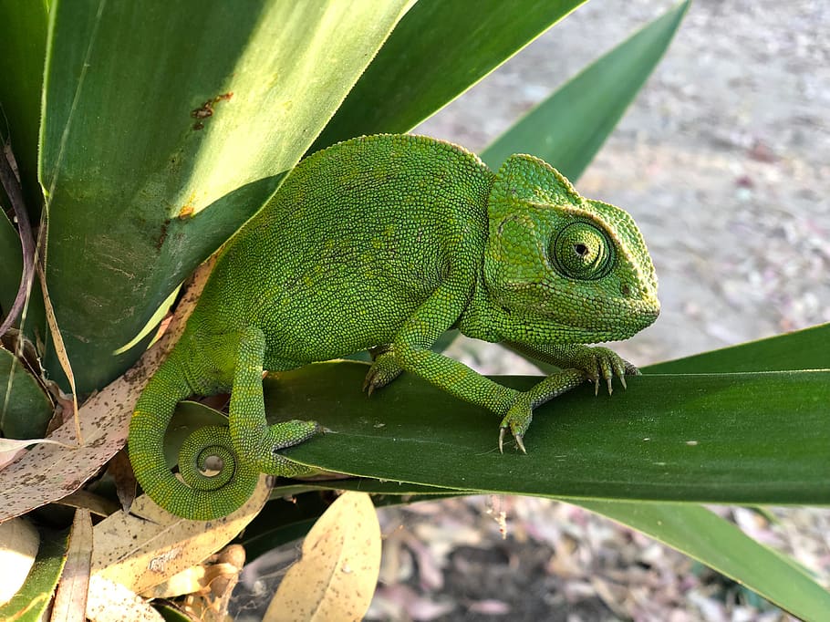 chameleon, nature, reptile, colorful, green, camouflage, animals
