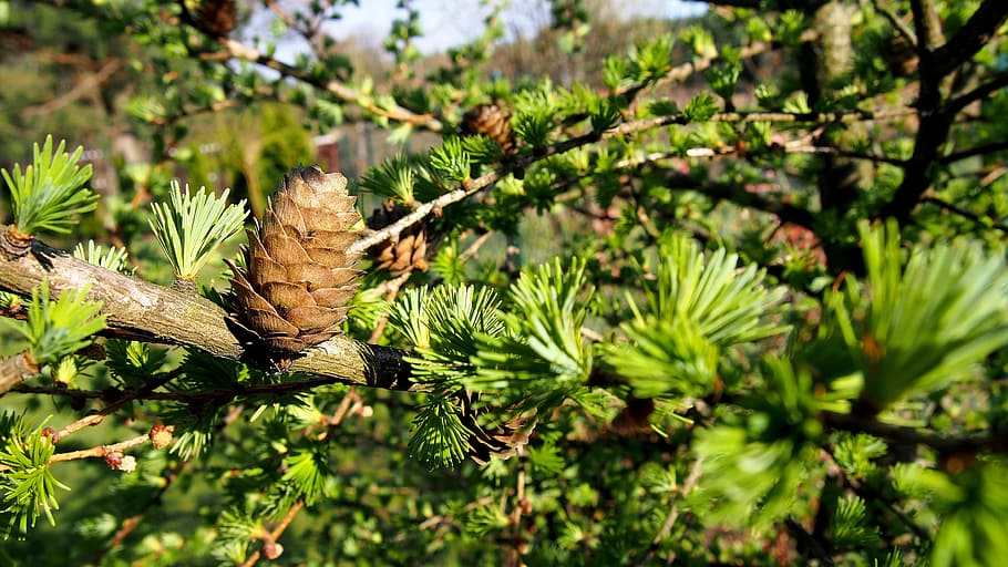 Pine Cone, Larch, Nature, Tree, Sprig, closeup, larch needles HD wallpaper