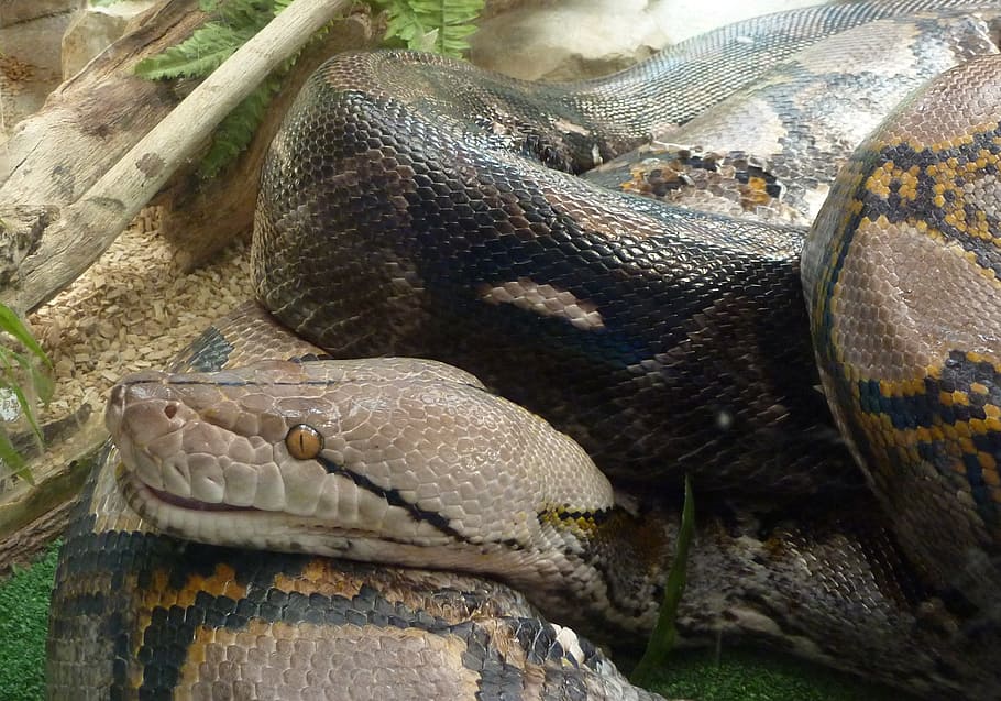 snake, reptile, head, animal themes, animals in the wild, animal wildlife HD wallpaper