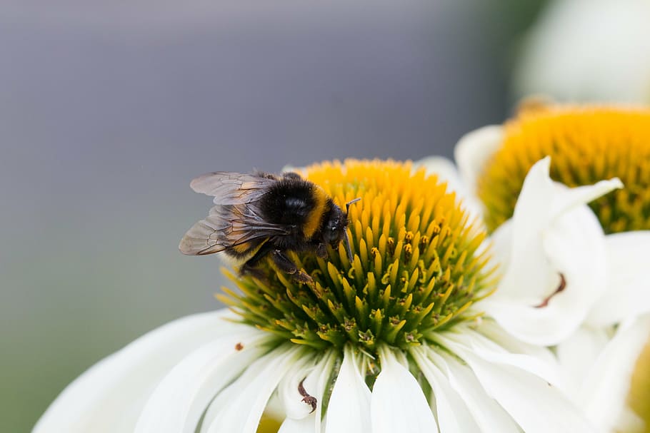 insect, macro, bumblebee, bees, nature, flower, pollination HD wallpaper
