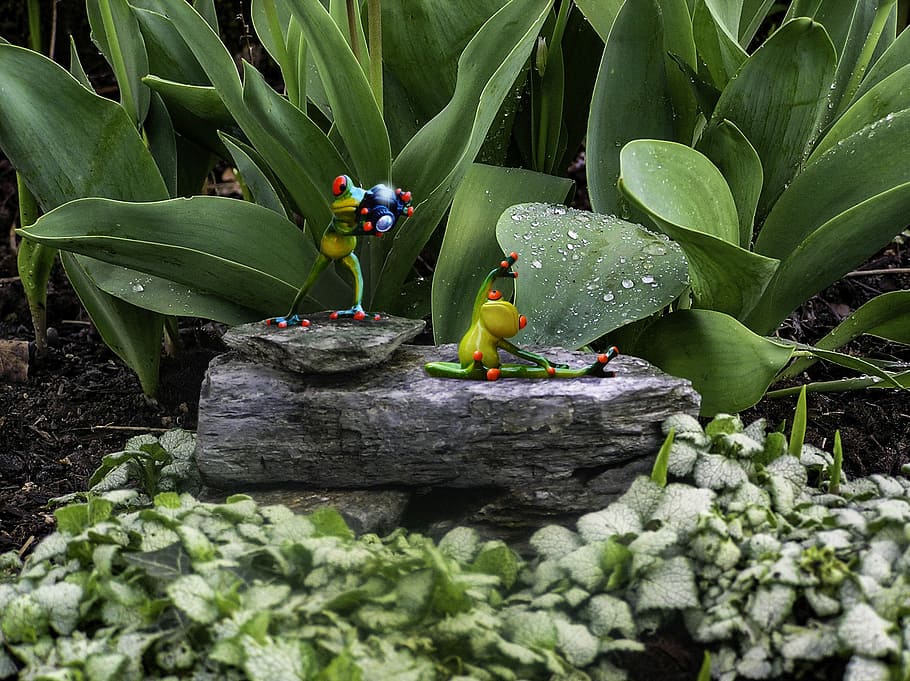 Frog, Composite, Foliage, Plant, whimsy, humor, cute, vegetable HD wallpaper