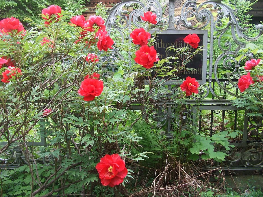 vanitas, old tomb, peony, cemetery, flowering plant, red, growth, HD wallpaper