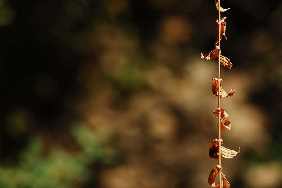 plant, fund, background, dry, nature, history, focus on foreground HD wallpaper
