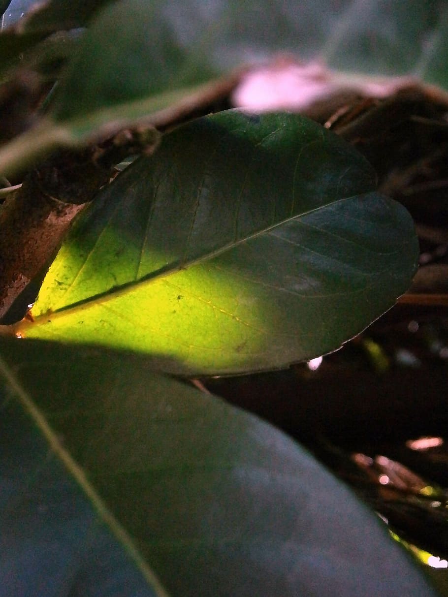laurel, leaf, illuminated, light, green, sunbeam, nature, deciduous woody plants HD wallpaper