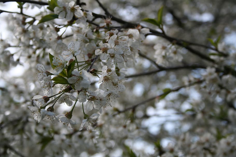 spring, flowers, tree, white, nature, plant, cherries, flowering plant HD wallpaper