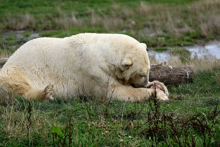 polar bear, white, mammal, animal, wildlife, arctic, nature HD wallpaper