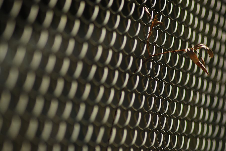 plant, wire, border, pattern, close-up, animal themes, no people HD wallpaper