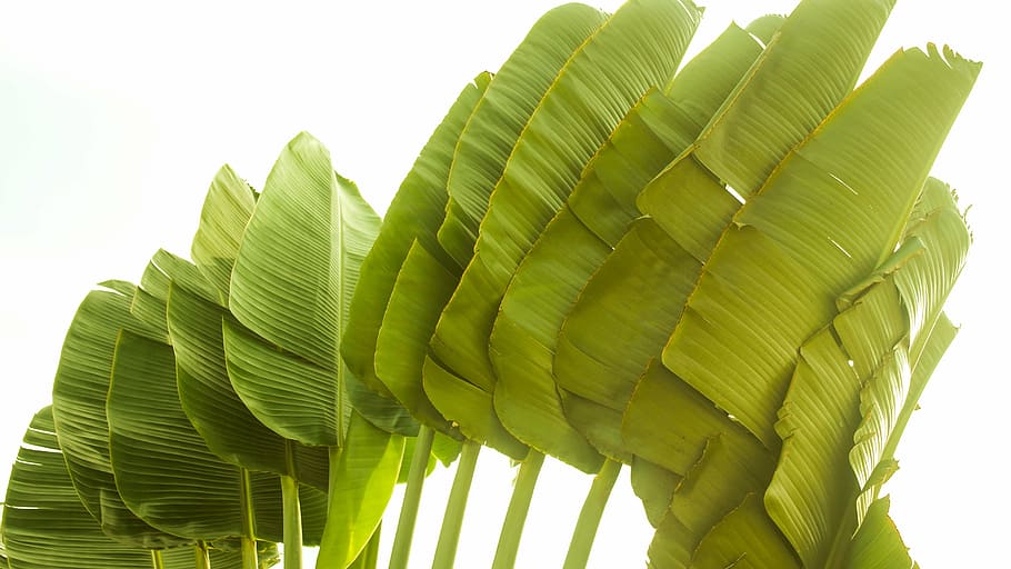 palm tree, brazil, green, leaf, green color, plant part, palm leaf HD wallpaper