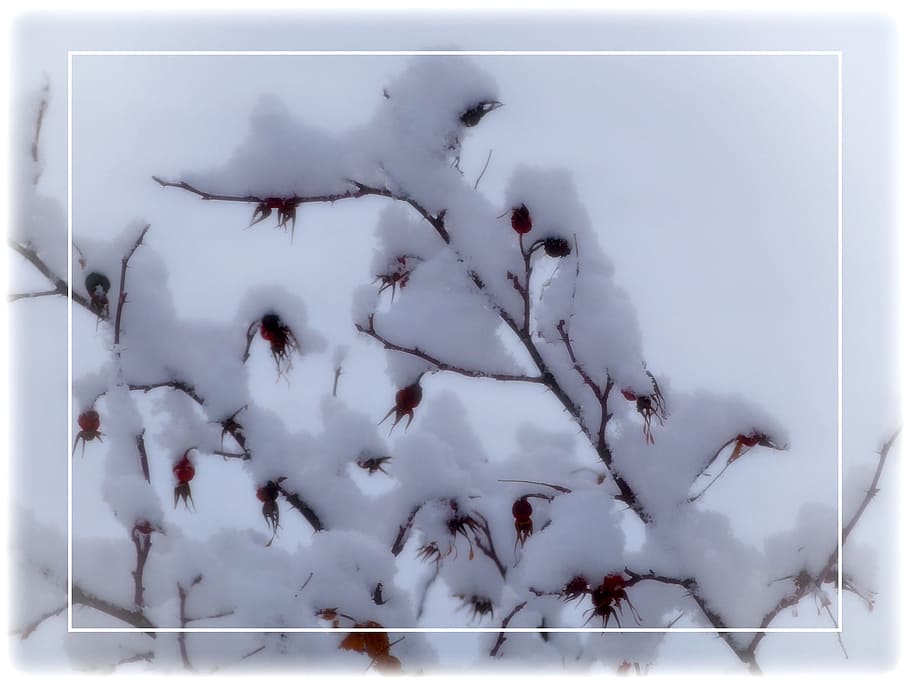 rose hips, winter, snow, cold, nature, plant, frozen, no people HD wallpaper