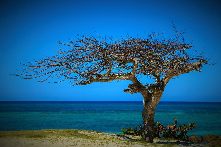 leafless tree nearby body of water, cuba, summer, withered tree HD wallpaper