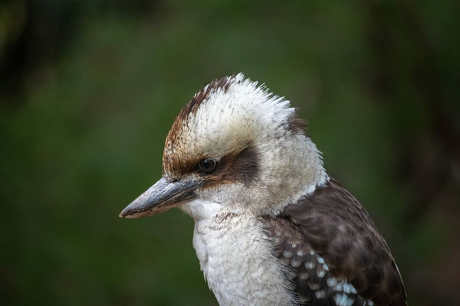 A couple of birds sitting on top of a wooden bench. Kookaburra birds  couple. - PICRYL - Public Domain Media Search Engine Public Domain Image