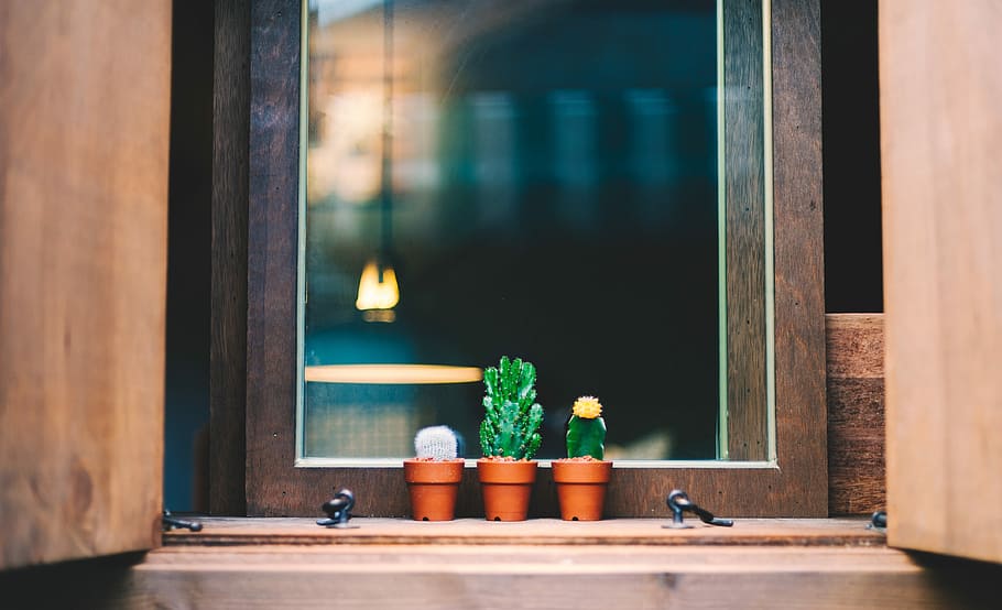green succulent plants on brown clay pots, selective focus photograph of three cactus plants on brown planters near window HD wallpaper