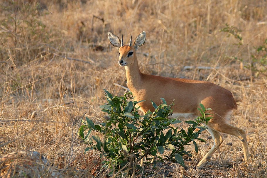 brown deer beside plant, steenbok, kruger, antelope, gazeller