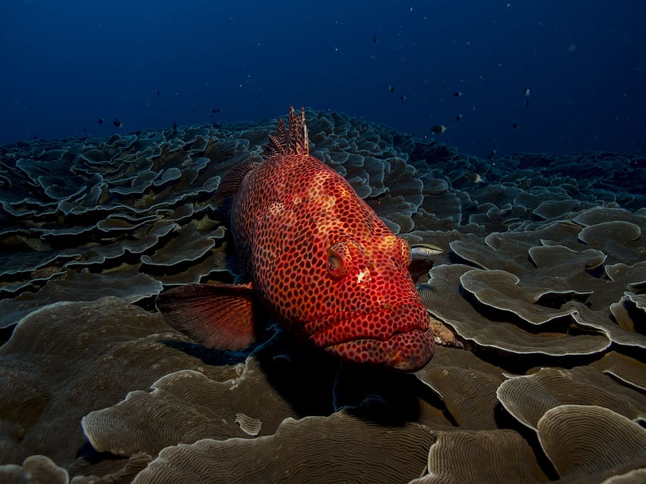 red and black polka-dot fish, red fish, photo, grouper, sea, water, HD wallpaper