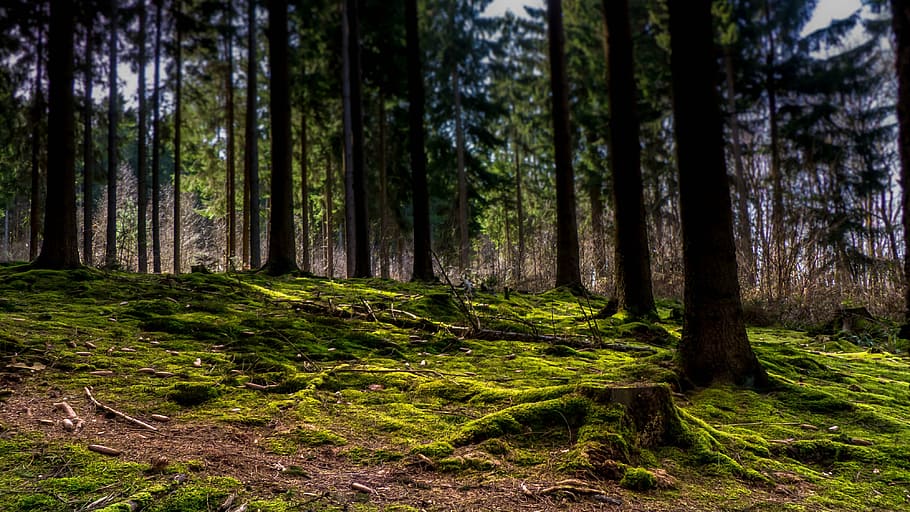 green trees during daytime, forest, moss, mystical, nature HD wallpaper