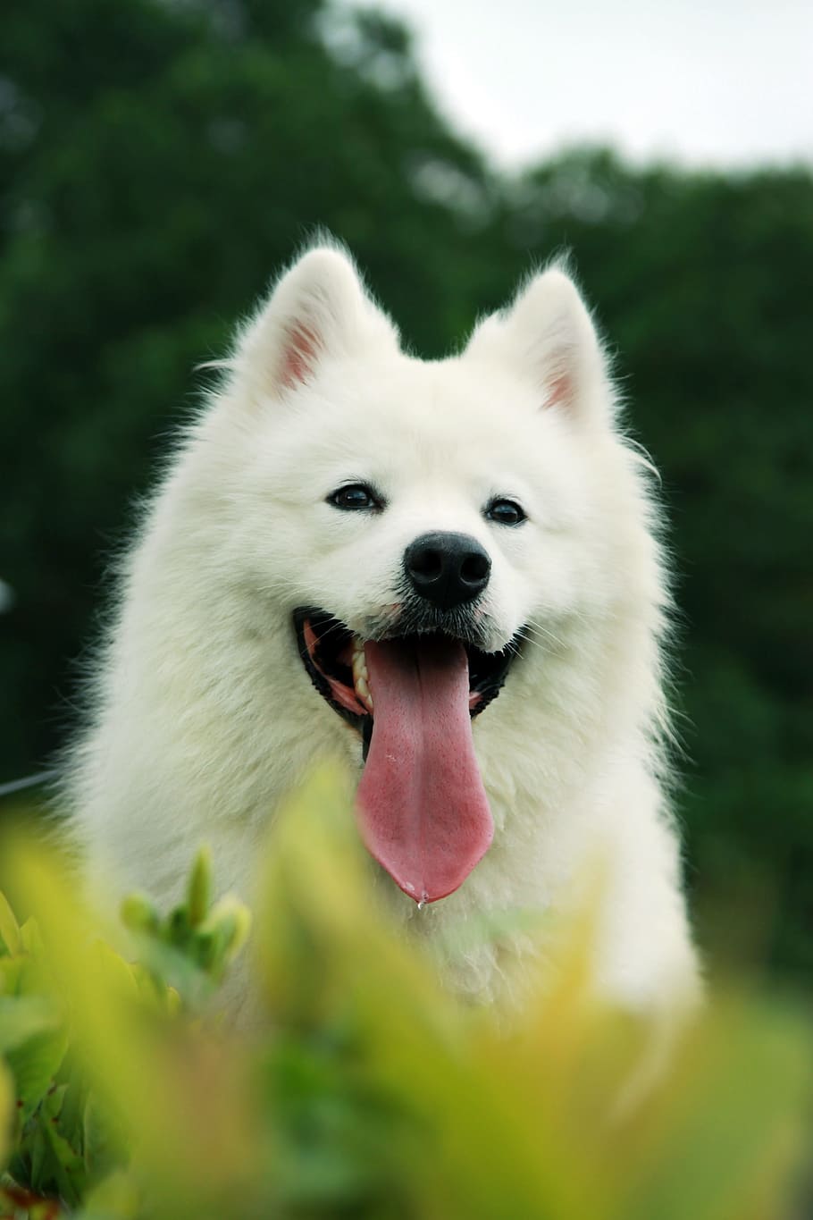 samoyed, pets, sled dogs, animal themes, mammal, one animal HD wallpaper