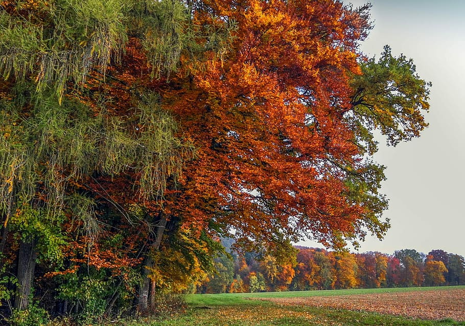 Fall, Trees, Colors, colors fall, autumn landscape, warm colors HD wallpaper
