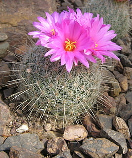 closeup photo of brown barrel cactus, Cactus, Flower, Blooming HD wallpaper
