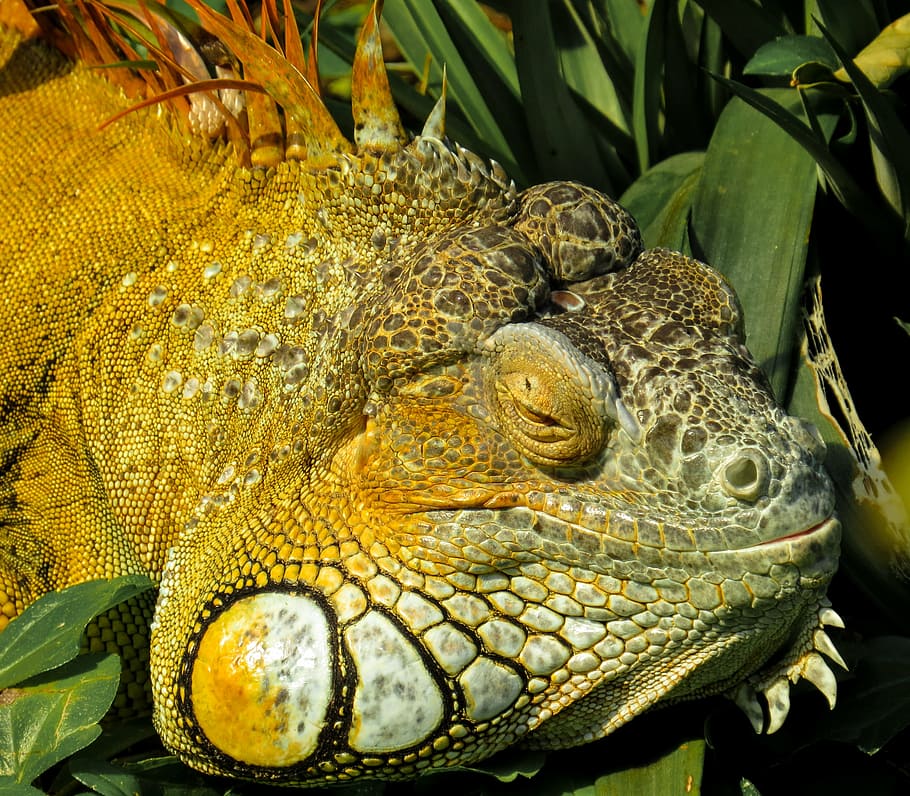 iguana, close, reptile, lizard, scaly, dragon, scale, animal HD wallpaper