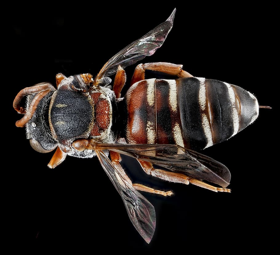 cuckoo bee, insect, ma, cro, nature, wildlife, mounted, close up HD wallpaper