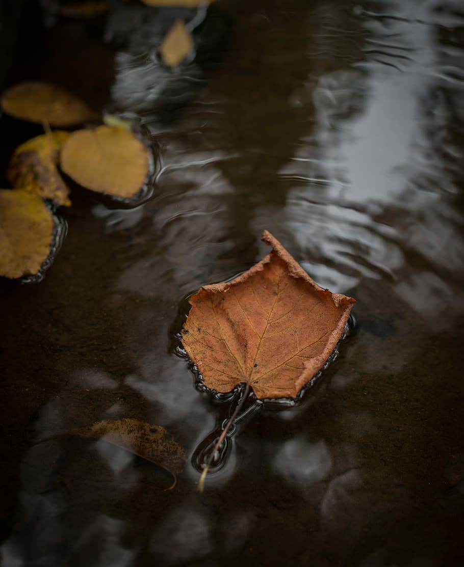 brown maple leaf on the water photography, brown dried leaf on body of water HD wallpaper
