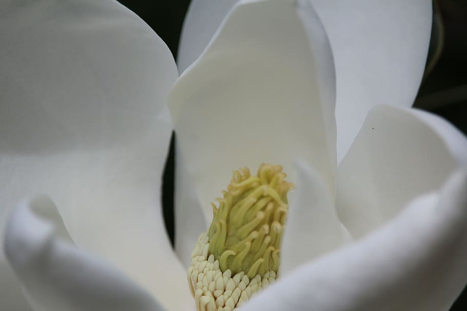 flower, white, yellow, bloom, plant, flowering plant, close-up HD wallpaper