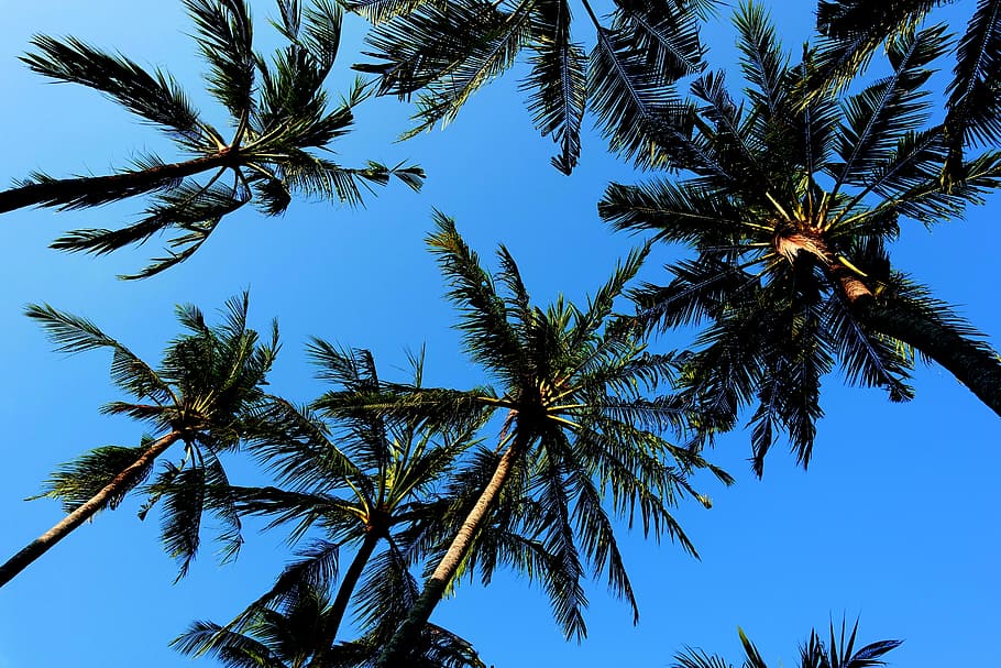 worm's eye photography of palm trees under blue calm sky, sun HD wallpaper
