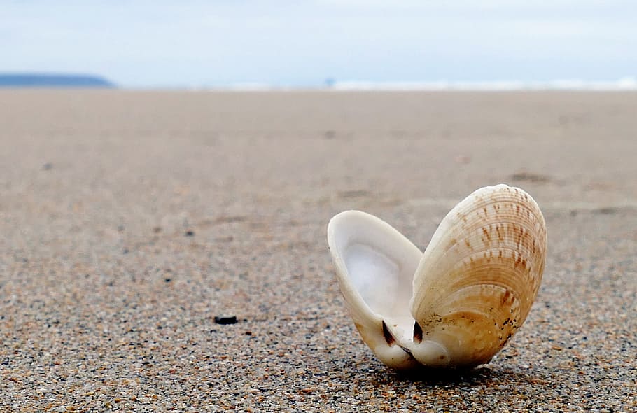 selective focus photography of clamshell on beach, seashell, summer
