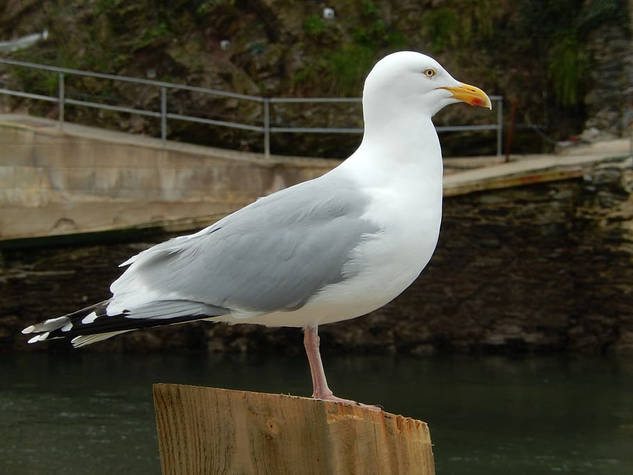 seagull, looe, cornwall, bird, vertebrate, animal, perching