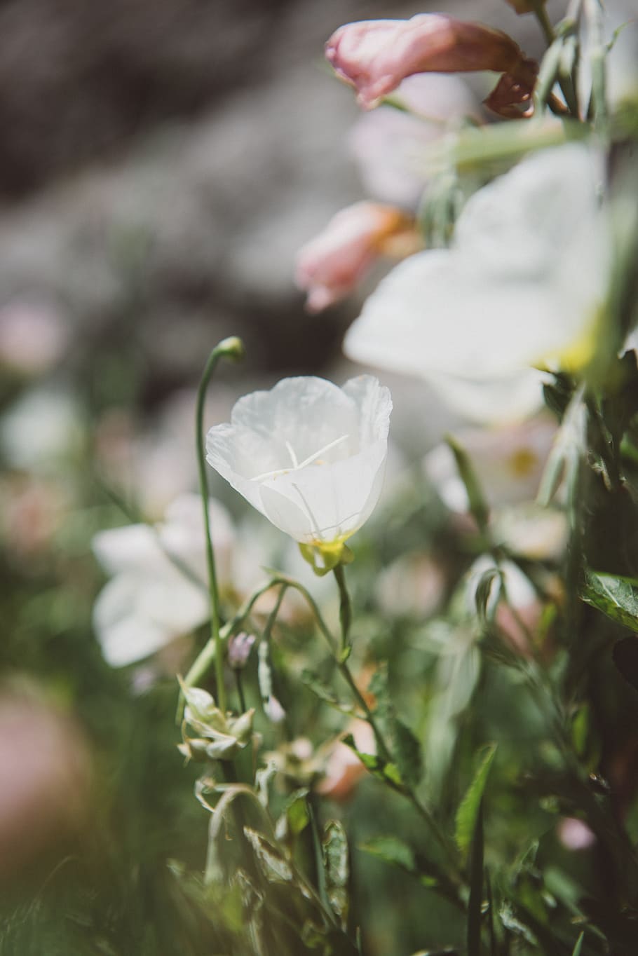 white campanula flower in bloom at daytime, selective focus photography of white petaled flower HD wallpaper